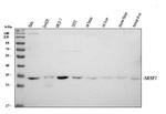 SRSF1 Antibody in Western Blot (WB)