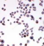 SSR3 Antibody in Immunocytochemistry (ICC/IF)