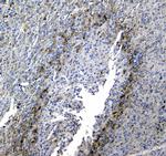 Synaptotagmin 1 Antibody in Immunohistochemistry (Paraffin) (IHC (P))