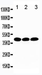 TBP Antibody in Western Blot (WB)