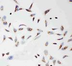 TFAM Antibody in Immunocytochemistry (ICC/IF)