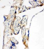 TFAM Antibody in Immunohistochemistry (Frozen) (IHC (F))