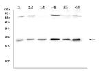 TFAM Antibody in Western Blot (WB)