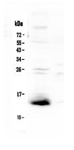 TFF2 Antibody in Western Blot (WB)