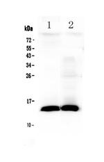 TFF2 Antibody in Western Blot (WB)