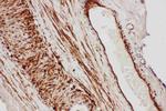 TFPI Antibody in Immunohistochemistry (Paraffin) (IHC (P))