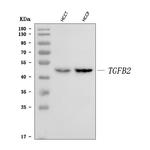 TGF beta-2 Antibody in Western Blot (WB)