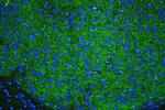 Tyrosine Hydroxylase Antibody in Immunohistochemistry (Paraffin) (IHC (P))