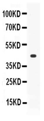 Thrombopoietin Antibody in Western Blot (WB)