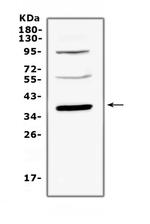 Thrombopoietin Antibody in Western Blot (WB)