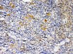 Thrombopoietin Antibody in Immunohistochemistry (Paraffin) (IHC (P))