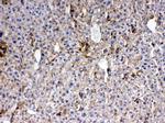 Thrombopoietin Antibody in Immunohistochemistry (Paraffin) (IHC (P))