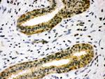 TIMP4 Antibody in Immunohistochemistry (Paraffin) (IHC (P))