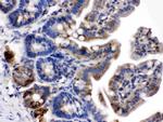 Talin 2 Antibody in Immunohistochemistry (Paraffin) (IHC (P))