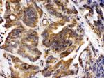 Talin 2 Antibody in Immunohistochemistry (Paraffin) (IHC (P))