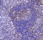 TLR1 Antibody in Immunohistochemistry (Paraffin) (IHC (P))