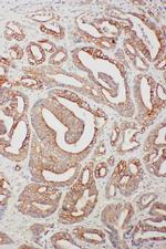 TNFAIP8L3 Antibody in Immunohistochemistry (Paraffin) (IHC (P))