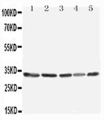 TNFAIP8L3 Antibody in Western Blot (WB)