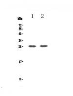 GITR (TNFRSF18) Antibody in Western Blot (WB)