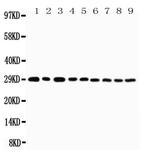 OX40 (CD134) Antibody in Western Blot (WB)