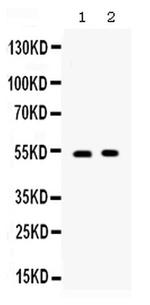 OX40 (CD134) Antibody in Western Blot (WB)