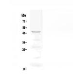 OX40 (CD134) Antibody in Western Blot (WB)