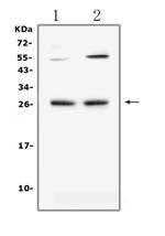 LIGHT Antibody in Western Blot (WB)