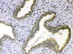 GITRL Antibody in Immunohistochemistry (Paraffin) (IHC (P))