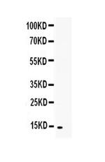 GITRL Antibody in Western Blot (WB)