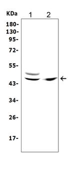 TRAF1 Antibody in Western Blot (WB)