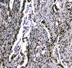 UBA2 Antibody in Immunohistochemistry (Paraffin) (IHC (P))