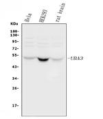 UBA3 Antibody in Western Blot (WB)