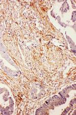 UBD Antibody in Immunohistochemistry (Paraffin) (IHC (P))