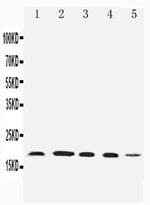 UBD Antibody in Western Blot (WB)