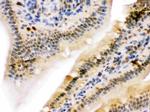 UHRF2 Antibody in Immunohistochemistry (Paraffin) (IHC (P))