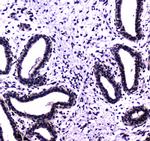 USP7 Antibody in Immunohistochemistry (Paraffin) (IHC (P))