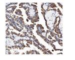 VAPB Antibody in Immunohistochemistry (Paraffin) (IHC (P))