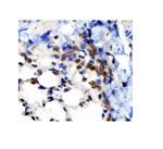 VAPB Antibody in Immunohistochemistry (Paraffin) (IHC (P))