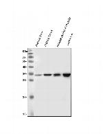 VAPB Antibody in Western Blot (WB)