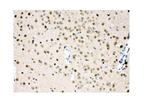 VCP Antibody in Immunohistochemistry (Paraffin) (IHC (P))