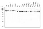 VCP Antibody in Western Blot (WB)