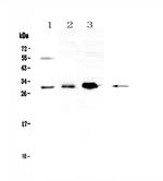 VEGFB Antibody in Western Blot (WB)