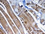 VEGFB Antibody in Immunohistochemistry (Paraffin) (IHC (P))