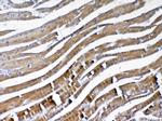 VEGFB Antibody in Immunohistochemistry (Paraffin) (IHC (P))