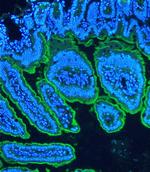 Villin Antibody in Immunohistochemistry (Paraffin) (IHC (P))