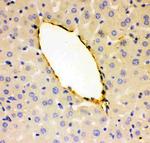 VWF Antibody in Immunohistochemistry (Paraffin) (IHC (P))