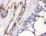 VWF Antibody in Immunohistochemistry (Paraffin) (IHC (P))