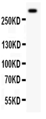 VWF Antibody in Western Blot (WB)