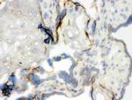 WASP Antibody in Immunohistochemistry (Frozen) (IHC (F))