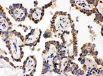 WASP Antibody in Immunohistochemistry (Paraffin) (IHC (P))